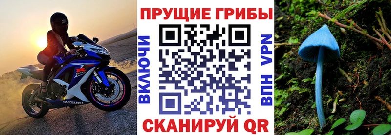 блэк спрут   Волосово  Псилоцибиновые грибы прущие грибы  наркотики 